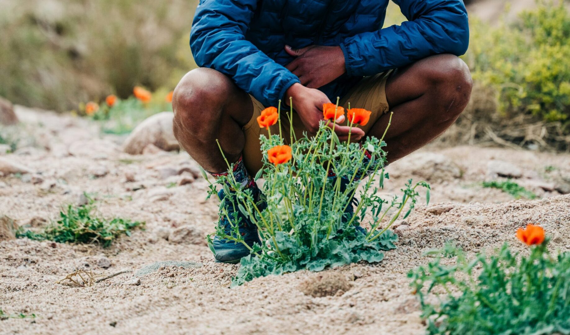 Man crouching next to orange flowers growing in dirt